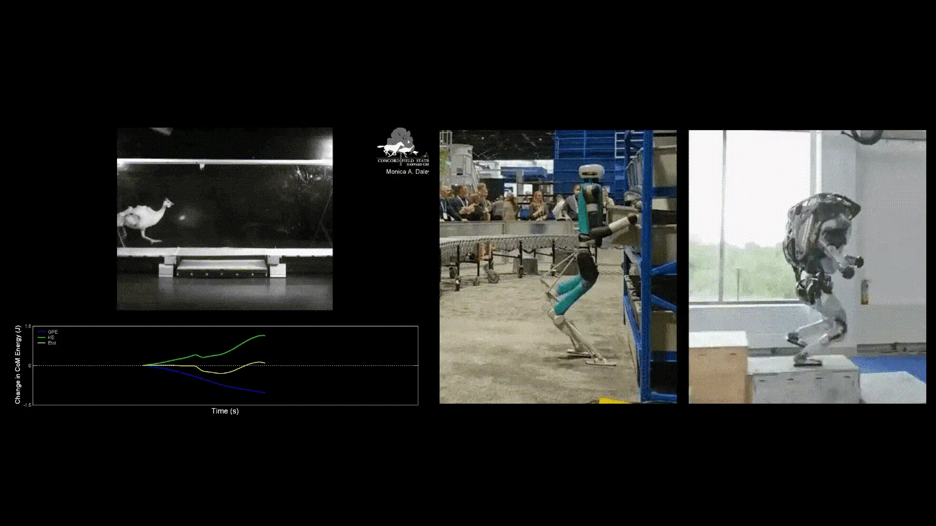 Animal Nailing and Robot Tripping